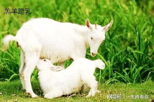 网红吃瓜小羊没烦恼,揭秘娱乐圈幕后故事